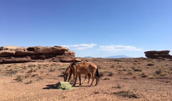 Saving wild horses in the Navajo Nation