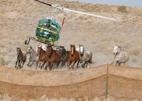 Horse roundup with the help of a helicopter. (Photo by Carol J. Walker)