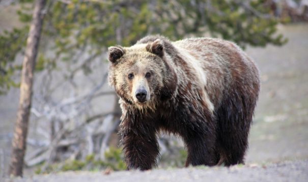 Yellowstone grizzly bear