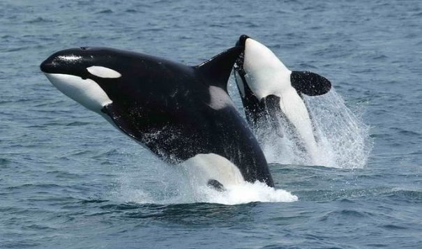 ‘Our relatives are calling for help’ – Northwest Tribes stand up for dying Orcas
