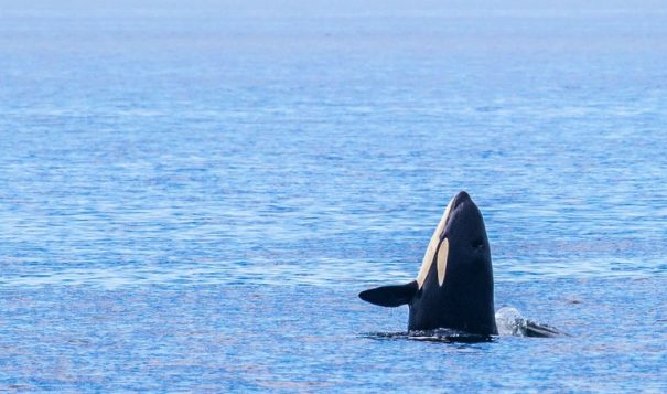 A southern resident killer whale spyhopping near the San Juan Islands.
Andrew A Reding