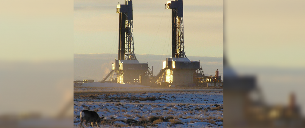 Oil and gas developments on tribal lands cow eating grass next to metal towers on the plains
