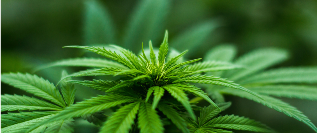 green blur cannabis plant close up