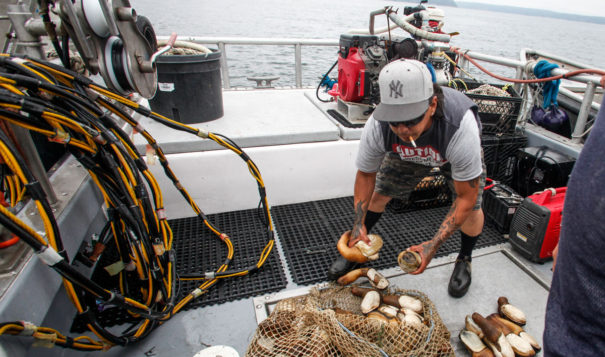 Mitch Zackuse pulls in a net of geoduck from Tulalip Bay. Tulalip tribal citizens rely on the bay's waters, which are threatened by climate change.

Deck hand Mitch Zackuse pulls in a net of geoduck near Whidbey Island's Clinton ferry terminal on May 27, 2015.