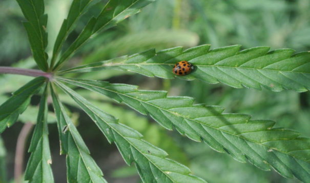 A "lady-hemp" bug crawls on settles in on hemp leaf in Alex White Plume's hemp crop in 2017.