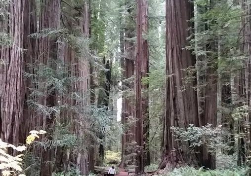 Redwoods-Courtesy StrongHearts Native Helpline