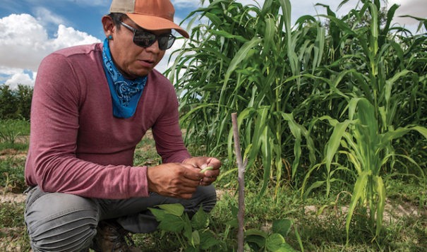 Graham Biyáál tests the beans growing next to corn on his parents’ farm on the Navajo Nation in New Mexico. Photo by Beth Wald/High Country News 
