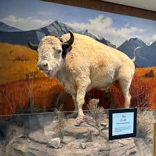 Regaining the land and the white bison