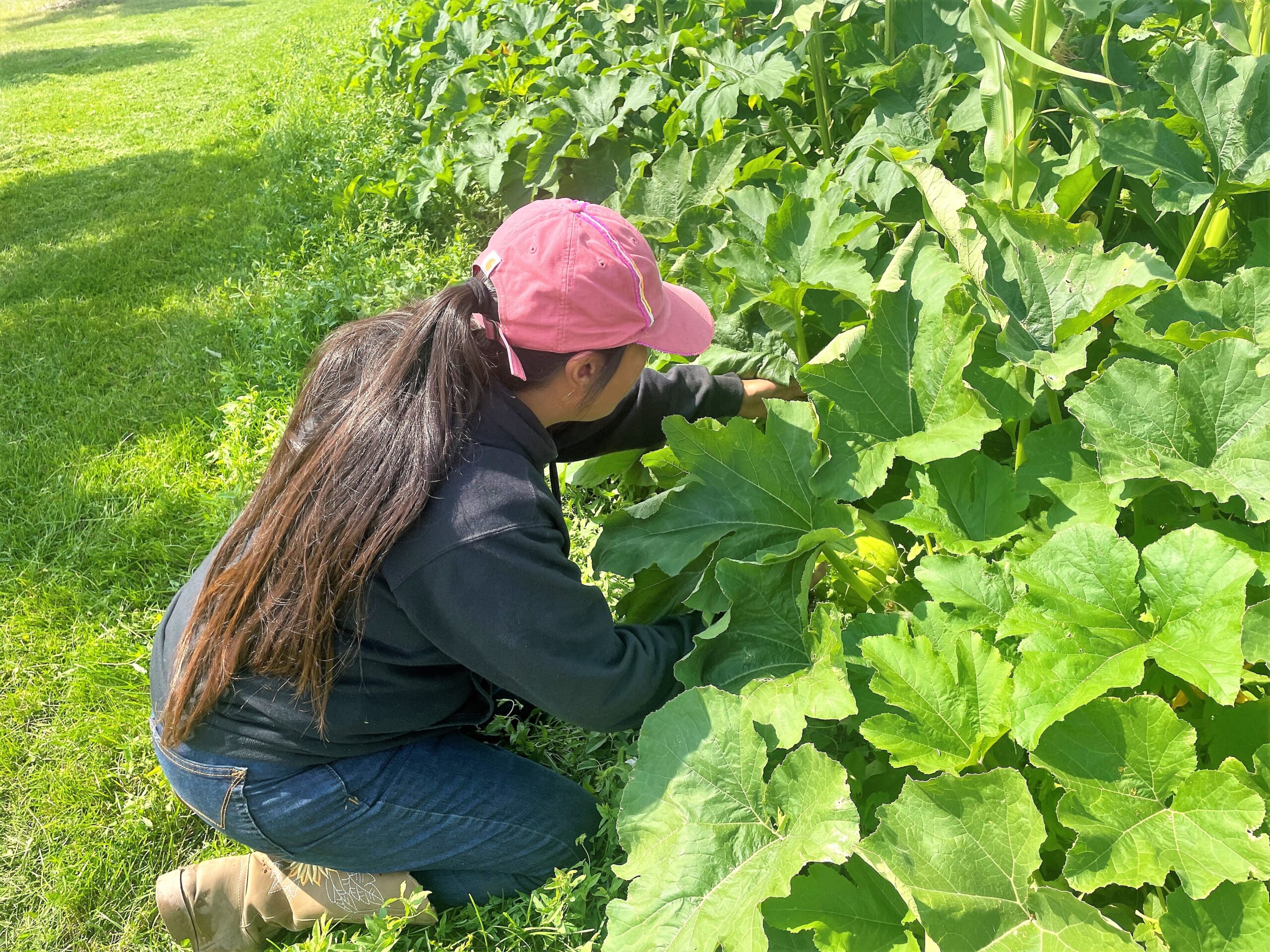 Emily Running Hawk tends to squash growing in the Dragonfly Garden at United Tribes Technical College. Photo by Adrianna Adame