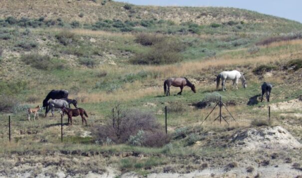 Wild horses could be removed from North Dakota park