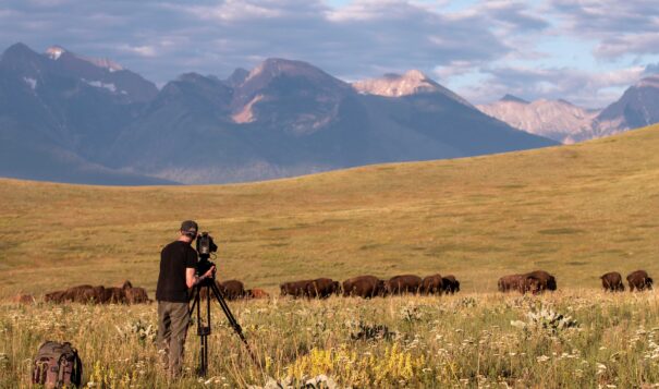 On location in Yellowstone National Park, Buddy Squires and Julie Dunfey film buffalo, a historically important animal hunted nearly to extinction. Photo by Jared Ames.