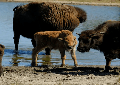 Bison are sacred to Native Americans − but each tribe has its own special relationship to them