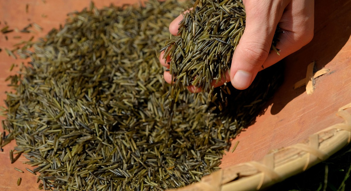 Manoomin or wild rice is more than food for Ojibwe; it conveys culture and tradition. 2020. (Photo by Mary Annette Pember)