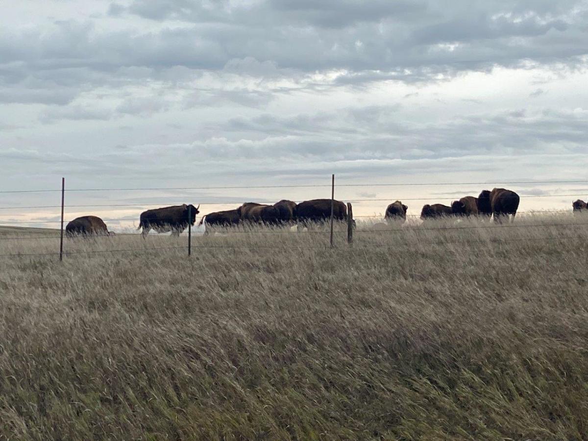 Members of the USDA pilot program toured the Cheyenne River Sioux Tribe's bison herd on Oct. 12. Cheyenne River is responsible for one of the largest tribally managed herds in the nation. (Photo courtesy of the USDA)