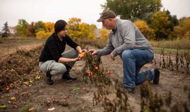 Marvin Baker and his assistant Abigail Kinder inspect bell peppers that survived the first frost at his hobby farm near Carpio, North Dakota. (Photo provided by Marvin Baker)