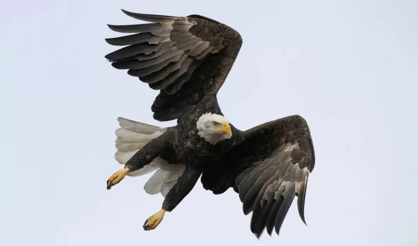 A bald eagle flies at Loess Bluffs National Wildlife Refuge Friday, Dec. 24, 2021, in Mound City, Mo. A federal jury in Montana early Dec. 2023, has indicted two men accused of killing about 3,600 birds, including bald eagles and golden eagles, and selling them on the black market. (AP photo/Charlie Riedel, File) 