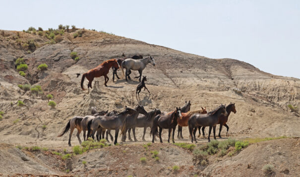 Horses from the Arrowhead and Flax bands mingle below the crest of a butte, with foal Grizz scampering up toward his mother Little Bear [black, in back] in June, 2023. Photo provided by Christine Kman